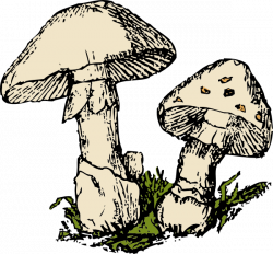Two Mushrooms Clip Art at Clker.com - vector clip art online ...