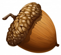 Acorn PNG Clipart Picture | Holiday Decorations, Food, Crafts ...