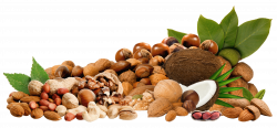 Nuts PNG Clipar Picture | Gallery Yopriceville - High-Quality ...