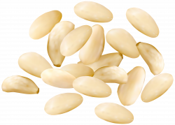Pine Nuts PNG Clipart Image | Gallery Yopriceville - High-Quality ...