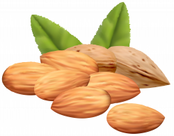 Almond Nuts Png Clipart Image Transparent Free Download | Free ...
