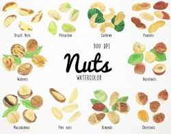 nuts clipart, food clipart, watercolor clipart, nut watercolor, watercolor  nuts, nuts clip art, almond clipart, watercolour almond pistachio