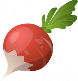 Cultivated radish clipart - Clipground