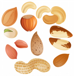 28+ Collection of Nuts Clipart Images | High quality, free cliparts ...