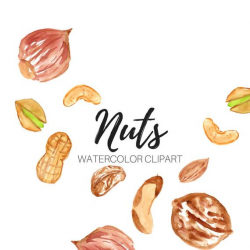 Watercolor clipart - food clipart - nut clipart - mix nuts clipart - almond  clipart - cashew , peanut clipart -Commercial Use