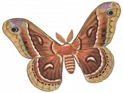 Pix For > Moths Clipart | kelebek dekopajları | Pinterest | Moth