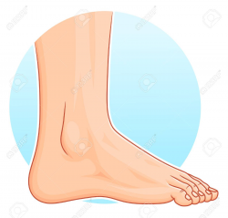 Heels Clipart human foot 6 - 1300 X 1245 Free Clip Art stock ...