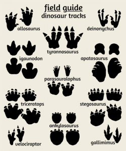 Dinosaur Tracks Poster, Field Guide Series | Dinasour theme ...