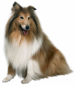 Painted Scotch Collie Dog PNG Picture Clipart | ANIMALS & BIRDS ...