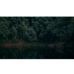 Dark forest lake - 4k - www.opendesktop.org