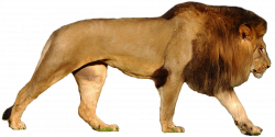 Lion PNG images, free download, lions