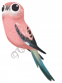 Bourke's Parrot Neopsephotus bourkii #194... - All The Damn Birds ...