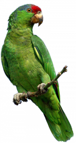 parrot_PNG730.png (775×1456) | P A R R E T S | Pinterest | Bird ...