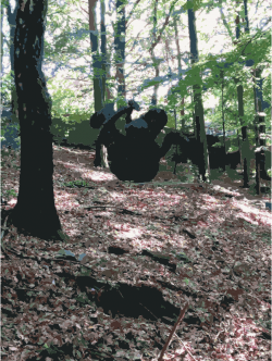 Clipart - Lichtscheid Forest Again 3