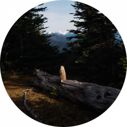 aesthetic background pug forest tree mountain sky dog...