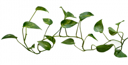 Vine And Branches PNG Transparent Vine And Branches.PNG Images ...