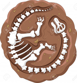 Dino Fossil Clipart