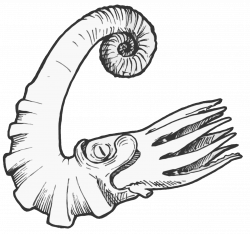 Ammonitida Ammonite Ammonites