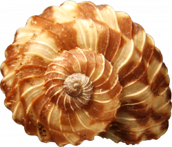 Seashells PNG Clipart | SeaShells I have Collected and Some I want ...