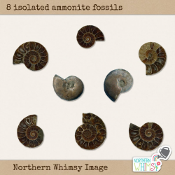 Fossil Clip Art - Ammonite Shell Fossils extractes / isolated into PNG  images for commercial use