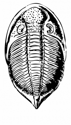 Trilobite Fossil Clip Art Free PNG Images & Clipart Download ...