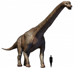 Prehistoric taxonomy | Brachiosaurus altithorax (“arm lizard ...