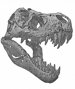T rex skull clipart