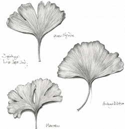 Im a little crazy for ginkgo leaves | Contrast | Pinterest | Leaves ...