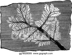 Vector Illustration - Trace fossil fern, vintage engraving ...