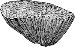 Fossil Coral | ClipArt ETC