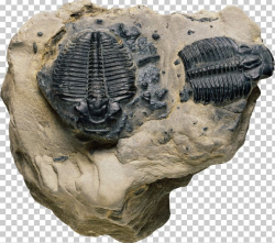 Index Fossil Trilobite Rock Biology PNG, Clipart, Absolute ...