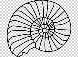 Fossil Ammonites Seashell PNG, Clipart, Ammonites, Area ...