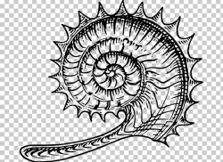 Ammonites Line Art Fossil PNG, Clipart, Ammonites, Area ...