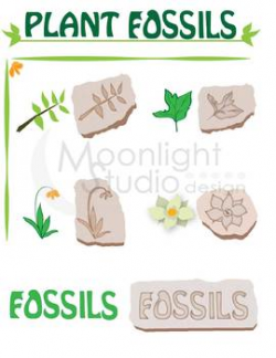 Plant Fossil Clip Art