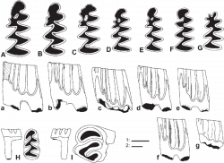 Fossil remains from Mě n ˇ any 3. A– –C, a– –c – – Mimomys hassiacus ...