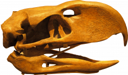File:PhorusrhacosLongissimus-Skull-BackgroundKnockedOut-ROM-Dec29-07 ...