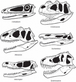 Dinosaur skull types | Dinosaur Tattoos in 2019 | Dinosaur ...