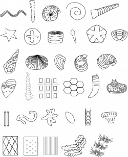 28+ Collection of Fossil Drawing | High quality, free cliparts ...