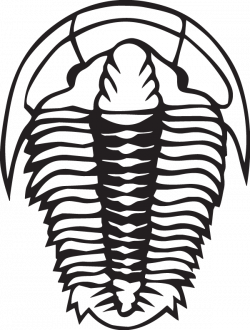 Trilobite Fossil Clip art - others 600*793 transprent Png Free ...
