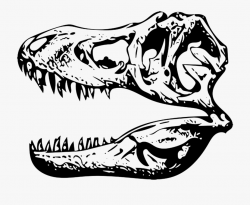 Tyrannosaurus, T-rex, Fossil - Tyrannosaurus Rex #408454 ...