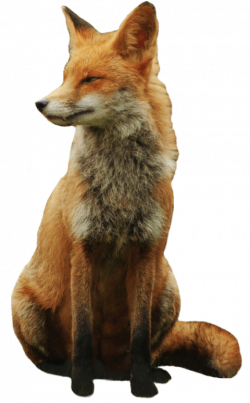 fox png - Free PNG Images | TOPpng