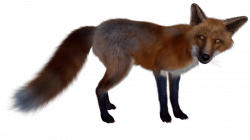 fox png - Free PNG Images | TOPpng