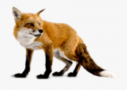 Fox Clipart Dhole - Fox Png #372080 - Free Cliparts on ...