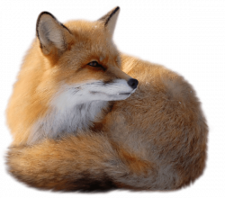 Red Fox PNG by yotoots on DeviantArt