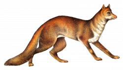 Antique Images: Free Animal Clip Art Buffalo Fox Antique Illustrations