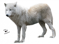 Wolf In PNG | Web Icons PNG