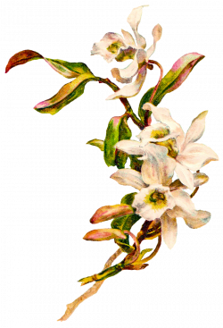 CatnipStudioCollage-: Free Vintage Clip Art - White Orchids Easter ...