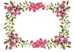 Flowers Frame Rose transparent PNG - StickPNG