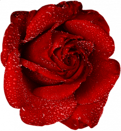 Red Rose With Dew Clipart | розы | Pinterest | Rose, Clip art and ...