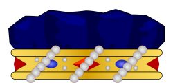File:French heraldic crowns - baron et pair.svg - Wikimedia Commons